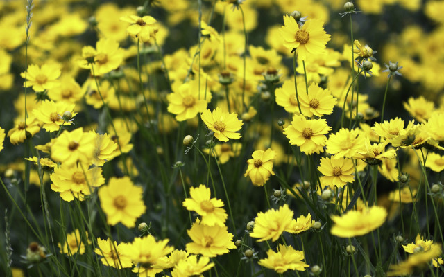 Yellow flowers field blurry bokeh free wallpaper - medium preview image