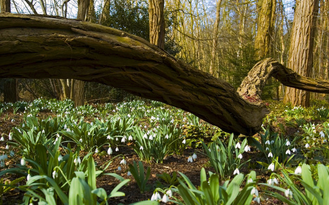 Fallen tree snowdrops forest ecological free wallpaper - medium preview image