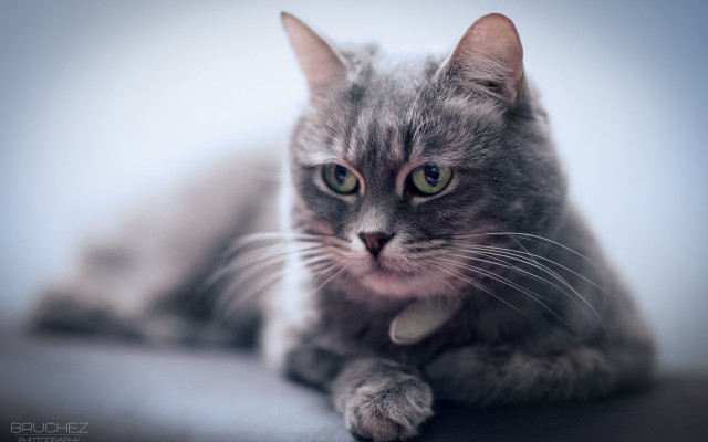 Sad cat collar table tiltshift free wallpaper - medium preview image