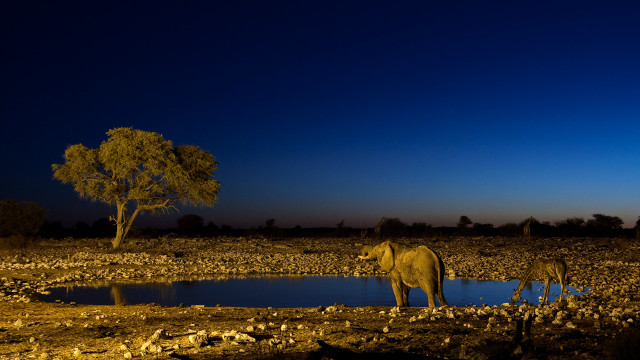 Elephants field night tree mountains free wallpaper - medium preview image