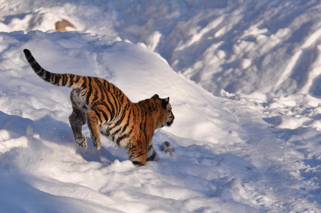Tiger snow wildlife horizon camouflage free wallpaper - medium preview image