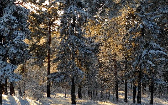 Snowy forest bench winter night free wallpaper - medium preview image