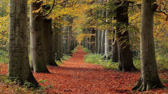 Forest path autumn leaves nature free wallpaper - medium preview image