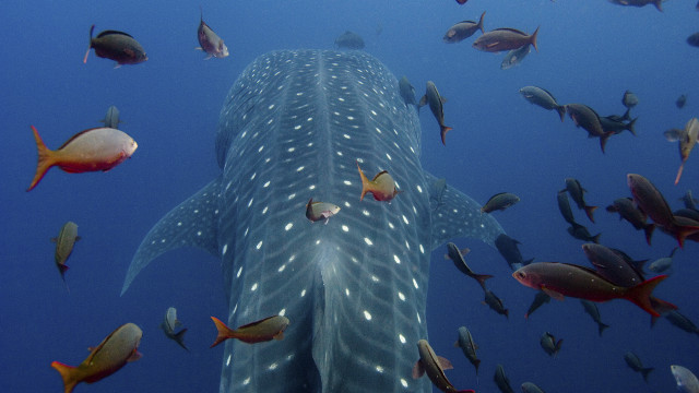 Whale fish group ocean naturalism free wallpaper - medium preview image