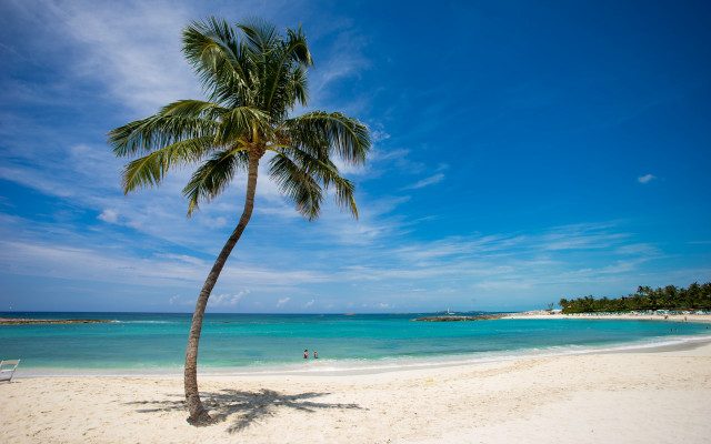 Palm tree beach sky water free wallpaper - medium preview image