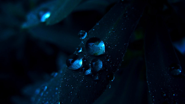 Leaf water drops gothic macro free wallpaper - medium preview image