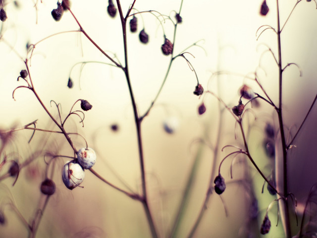 Plant berries leaves macro shallow free wallpaper - medium preview image