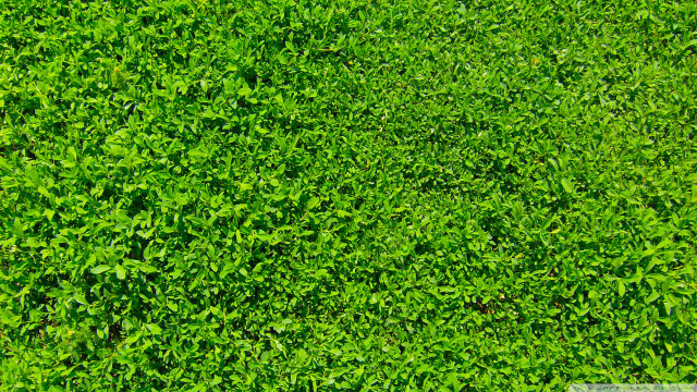 Green field leaves white sign free wallpaper - medium preview image
