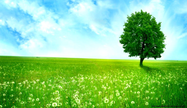 Tree field blue sky green free wallpaper - medium preview image