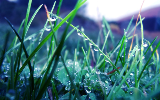 Grass water droplets bokeh macro #2 free wallpaper - medium preview image