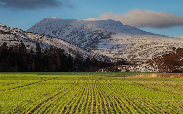 Mountain snowy horizon trees puzzle free wallpaper - medium preview image