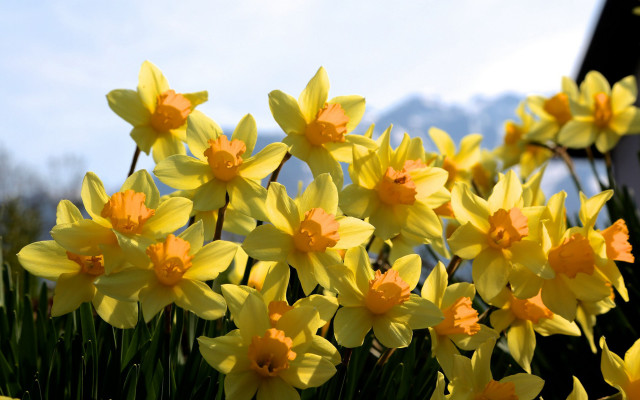 Yellow flower field sky daisy free wallpaper - medium preview image