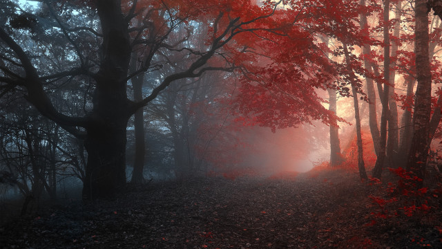 Forest path red leaves moon free wallpaper - medium preview image