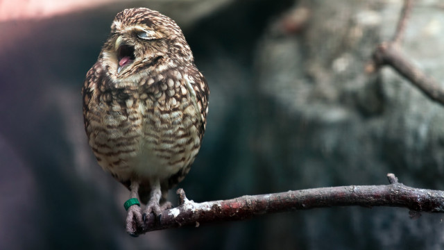 Small owl branch mouth open free wallpaper - medium preview image