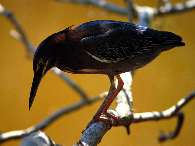 Bird perched branch tree yellow free wallpaper - medium preview image