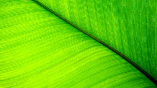 Green leaf black background white free wallpaper - medium preview image
