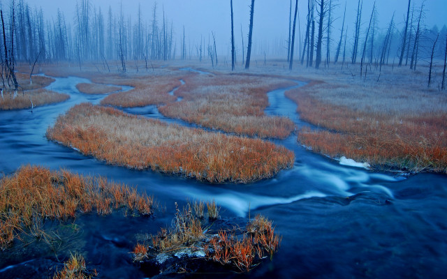 Marshy stream foggy forest nature free wallpaper - medium preview image