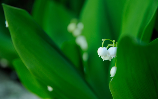 White flower macro shallow depth free wallpaper - medium preview image