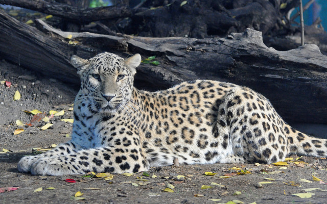 Leopard camouflage dirt tree fallen free wallpaper - medium preview image