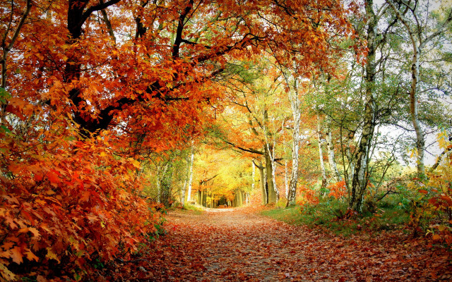 Autumn forest leaves fire campfire free wallpaper - medium preview image