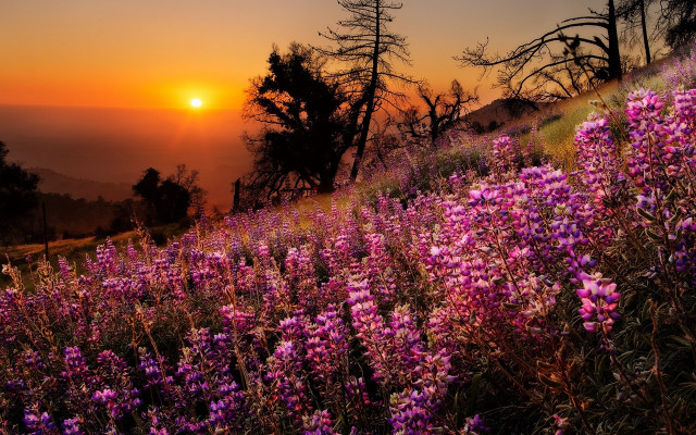 Purple flowers sunset hill bushes free wallpaper - medium preview image