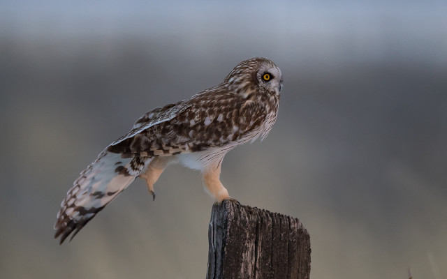 Bird perched owl gradient puzzle free wallpaper - medium preview image