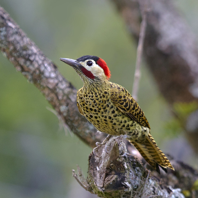 Red headed bird branch woods free wallpaper - medium preview image