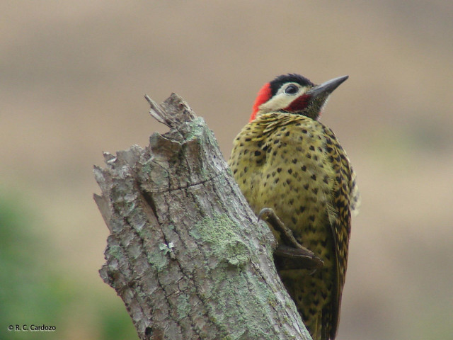 Redhead blackbird treebranch blurredgrass oversized free wallpaper - medium preview image