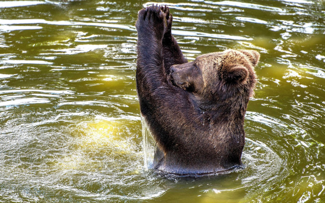 Bear water reaching catch animal free wallpaper - medium preview image