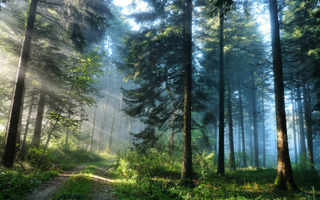 Sunshine foggy forest path matte free wallpaper - medium preview image