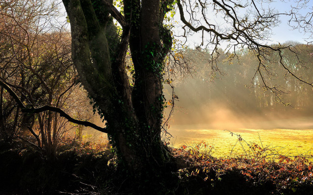 Autumn foggy field baretree sunset free wallpaper - medium preview image