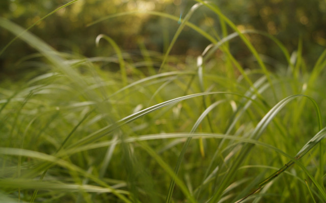 Grass trees sunlight blurry forest free wallpaper - medium preview image