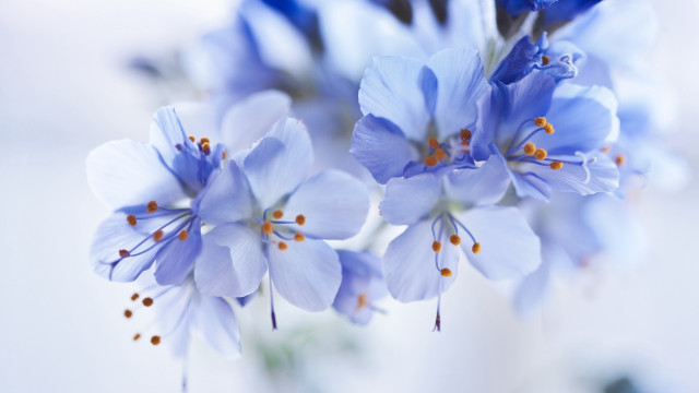 Blue flower vase macro floral free wallpaper - medium preview image