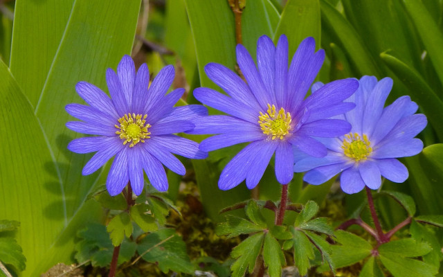 Blue flower grass yellow center free wallpaper - medium preview image