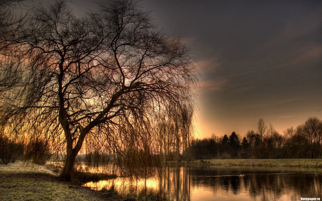 Tree grass water sunset naturalism free wallpaper - medium preview image