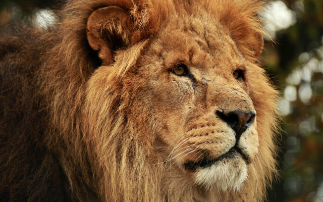 Lion closeup bushy background eye free wallpaper - medium preview image