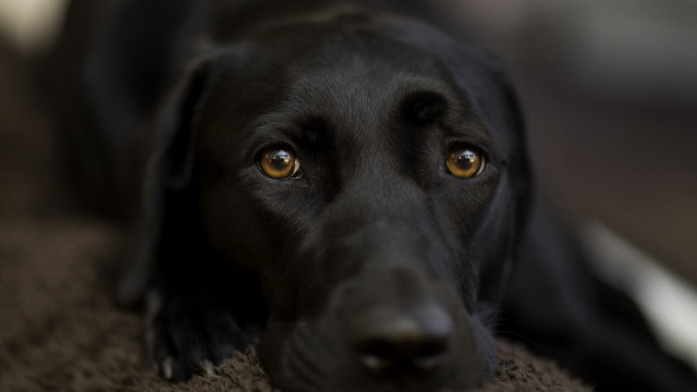 Black dog brown carpet sad free wallpaper - medium preview image