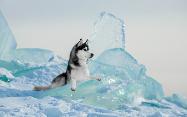 Husky jumping ice blocks snowy free wallpaper - medium preview image