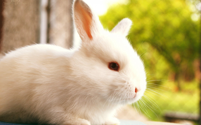White rabbit blue table outdoors free wallpaper - medium preview image