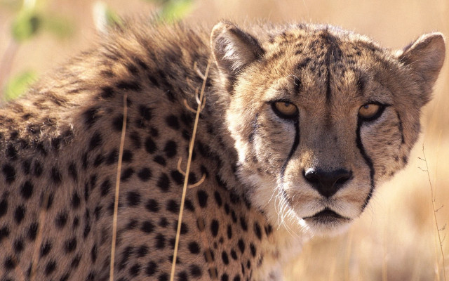 Cheetah tallgrass sad look puzzle free wallpaper - medium preview image