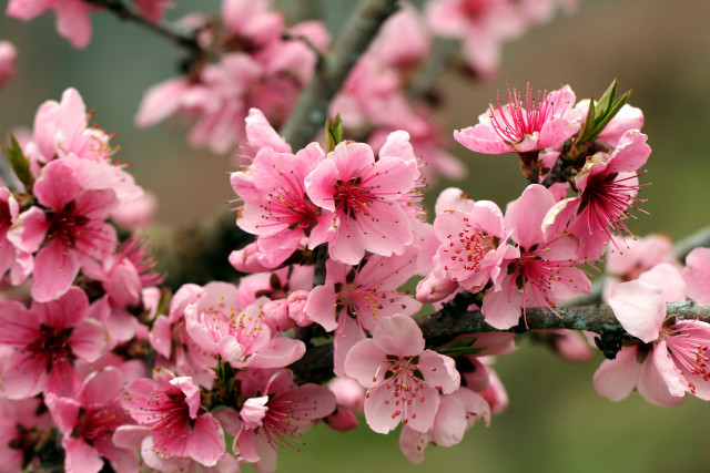 Pink flowers branch closeup floral free wallpaper - medium preview image