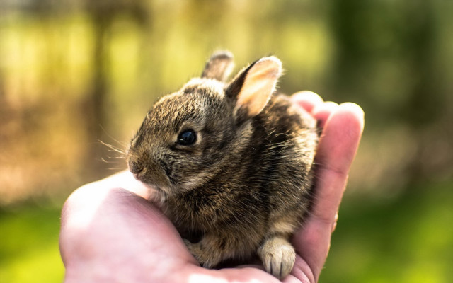 Small rabbit hand sunlight blue free wallpaper - medium preview image