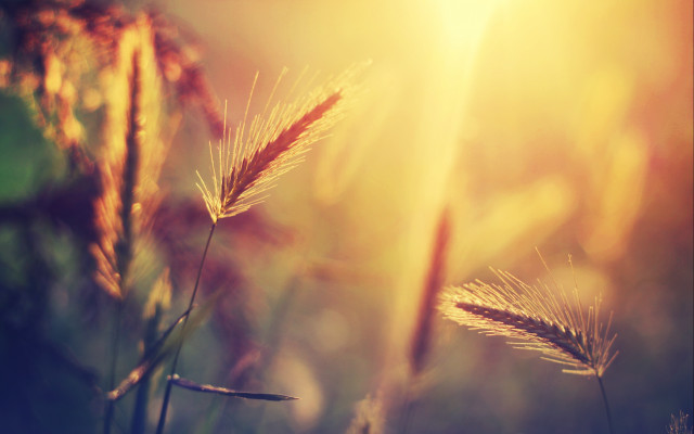 Grass sunshine anamorphic lens flare free wallpaper - medium preview image