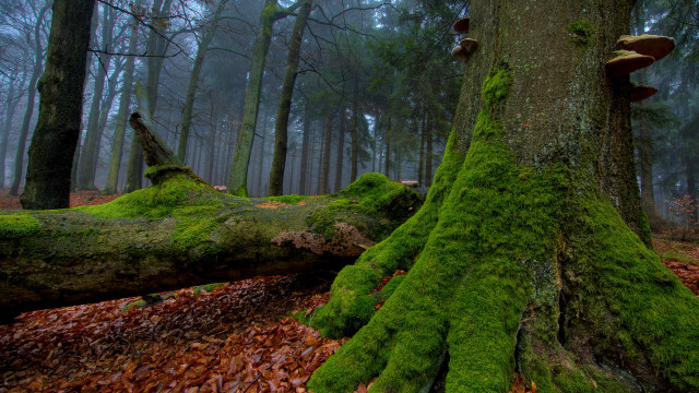 Moss covered tree trunk forest #3 free wallpaper - medium preview image