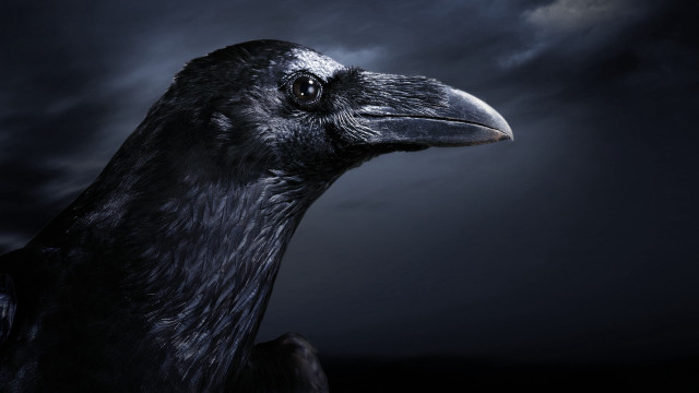 Black bird cloudy sky oversized free wallpaper - medium preview image