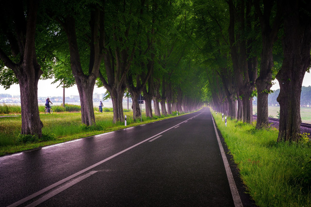 Road trees person car nature free wallpaper - medium preview image