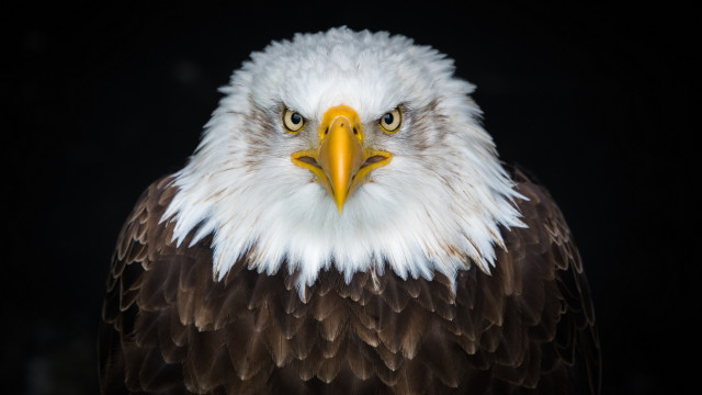 Bald eagle white head yellow #4 free wallpaper - medium preview image