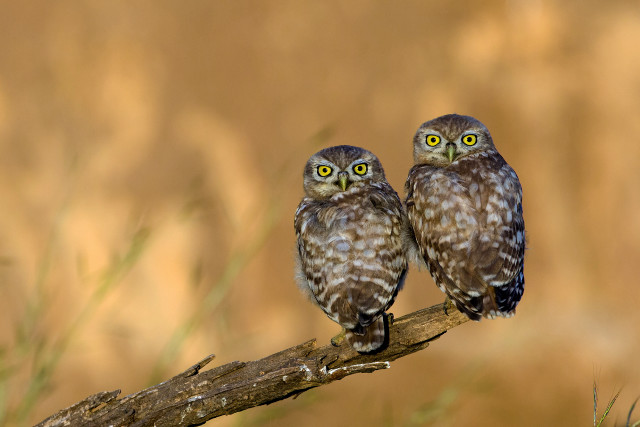 Two owls branch blurry background #2 free wallpaper - medium preview image