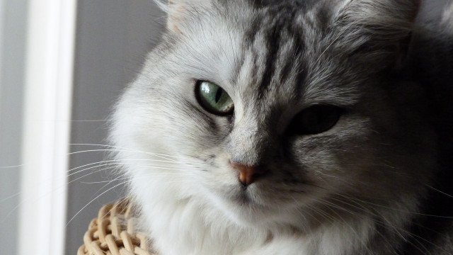 Cat green eyes basket serious free wallpaper - medium preview image