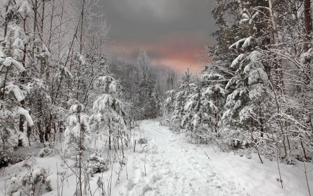 Snowy forest path pink sky free wallpaper - medium preview image